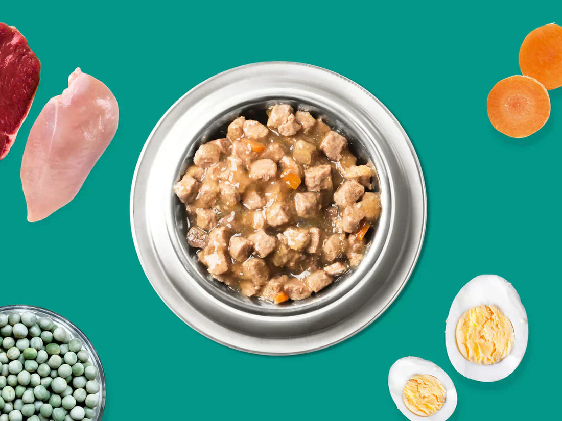 Top brands of dog food for puppies in bowls