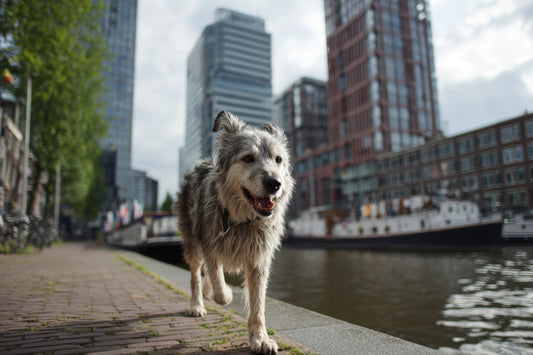 Smart Paws, Happy Dogs: The Power of Enrichment