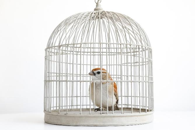 Cages & Stands