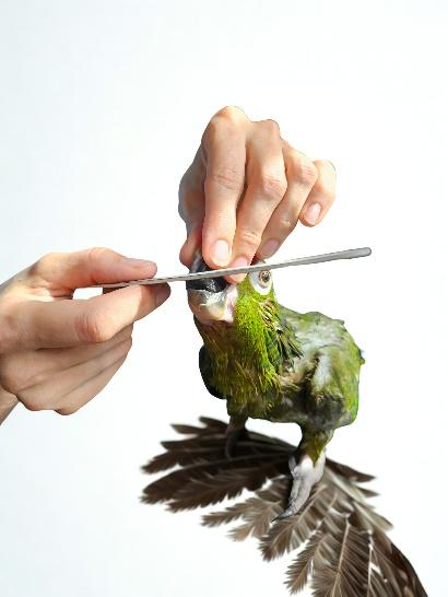 Health & Grooming