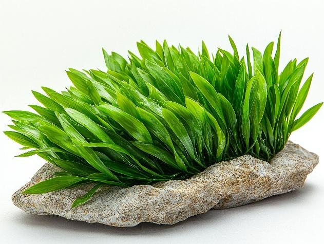 Décor & Substrate