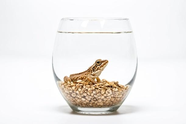 Reptile