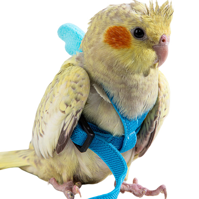 Bird Harnesses and Leashes