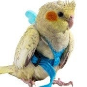 Safe Flights, Harnesses, Leashes & Diapers