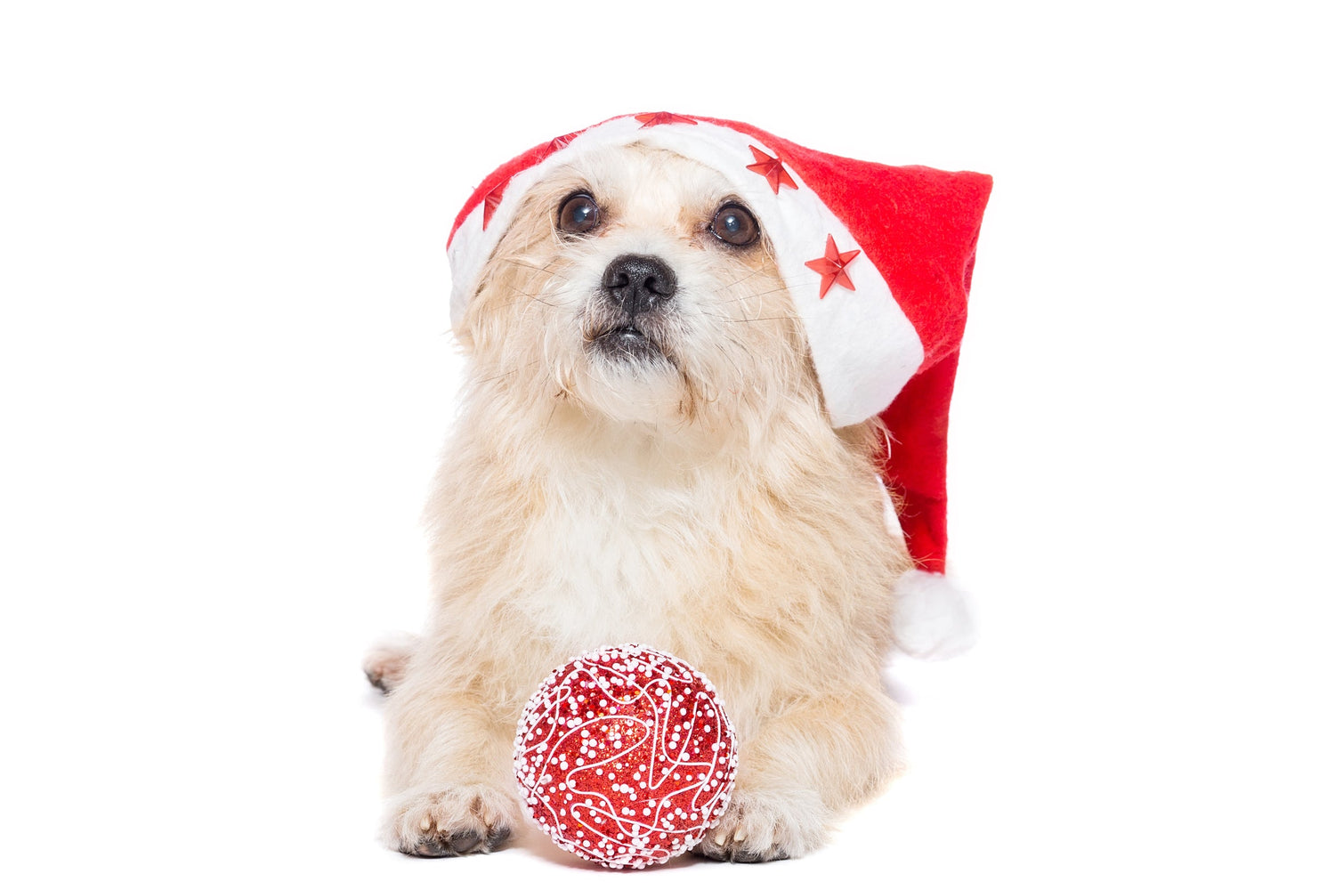Dog Christmas Toys