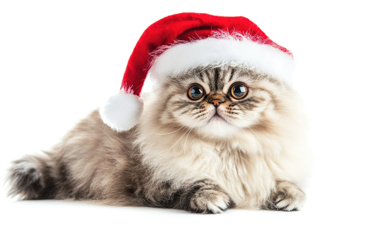 Cat Christmas Toys
