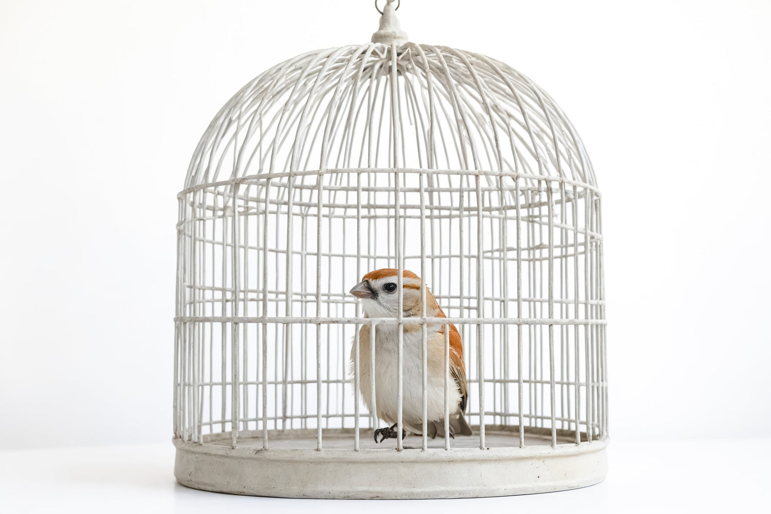 Medium Bird Cages