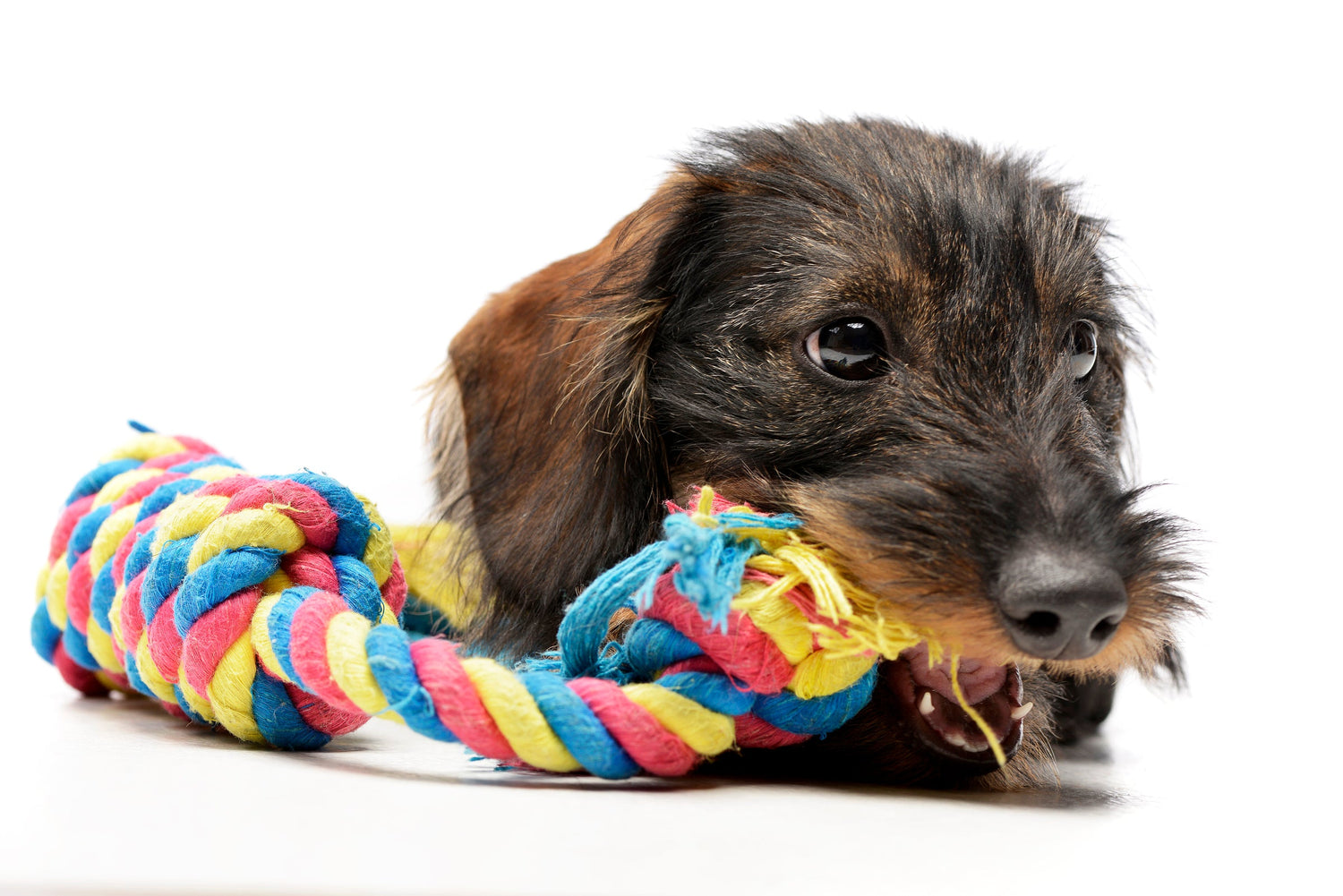Dog Rope and Tug Toys