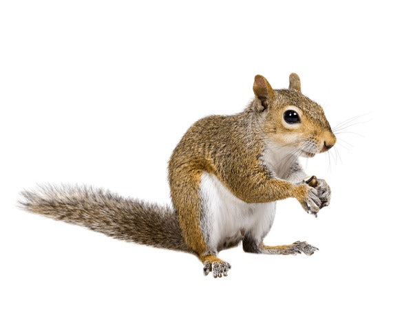 Small Pet