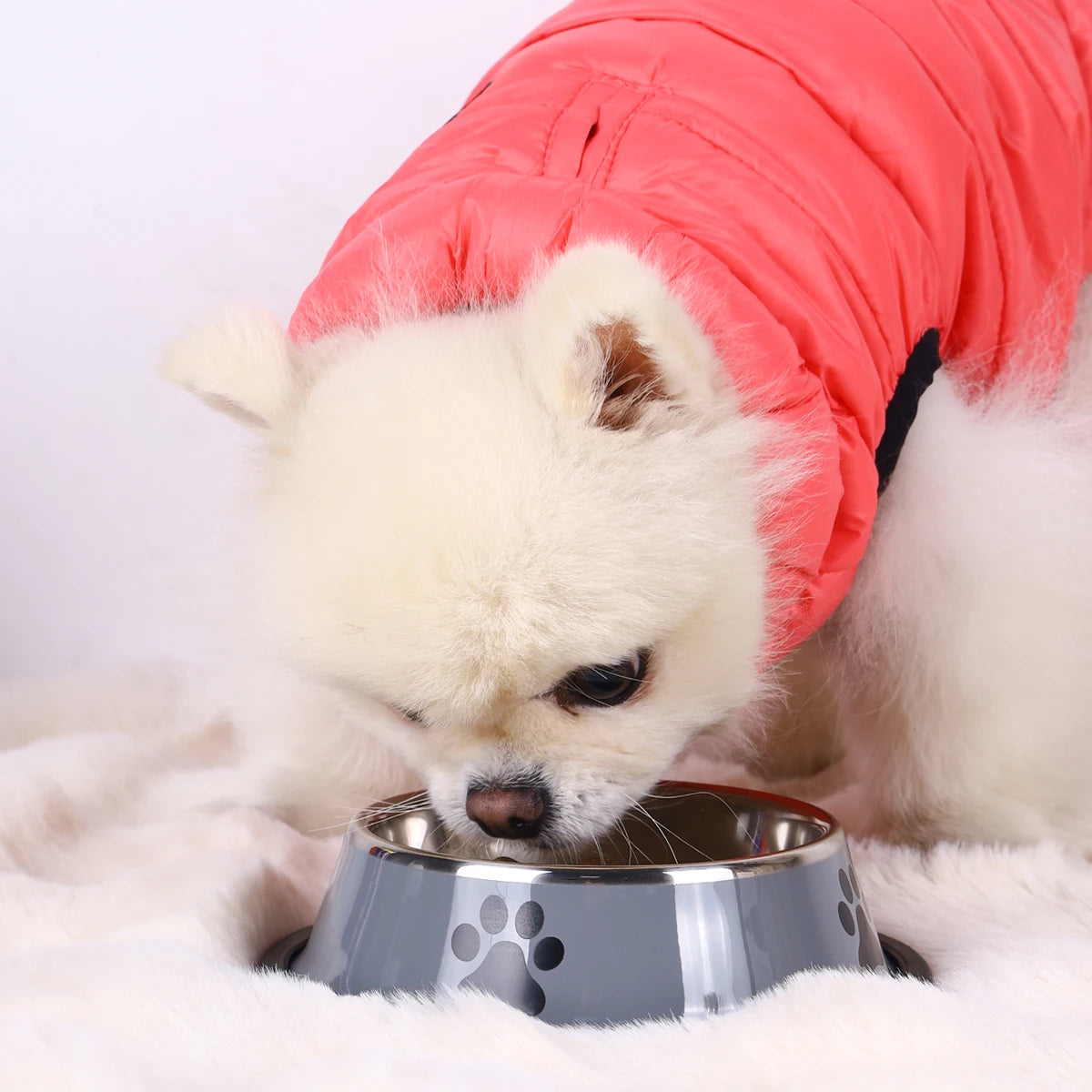 Premium Stainless Steel Dog Bowl – Non-Slip & Dishwasher Safe